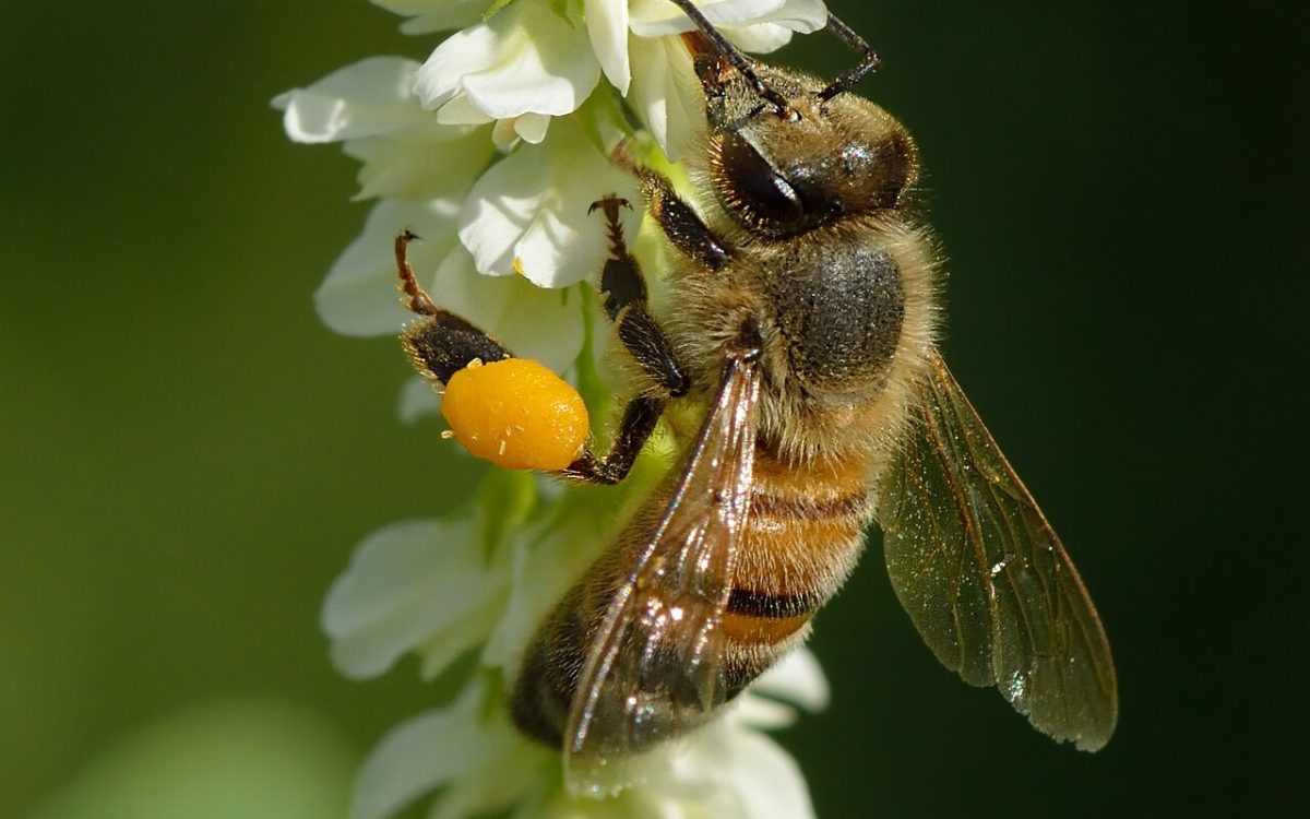 Italian bee (Apis mellifera ligustica) on the white sweet clover (Melilotus albus). Pollen basket contains yellow pollen. Keila, Northwestern Estonia.