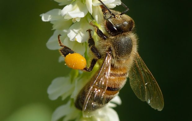 Italian bee (Apis mellifera ligustica) on the white sweet clover (Melilotus albus). Pollen basket contains yellow pollen. Keila, Northwestern Estonia.
