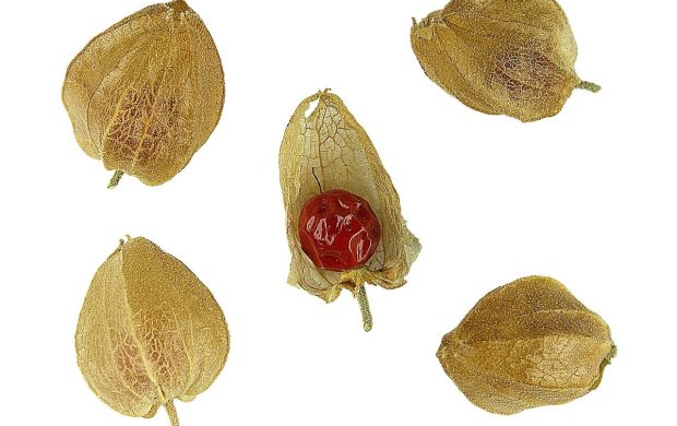 Indian ginseng, fruit