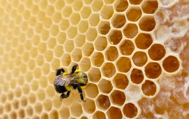 Una abeja sobre un panal de miel