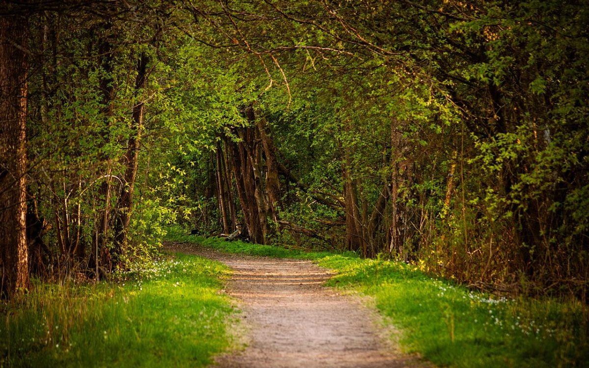 A forest path winding through a lush deciduous forest in spring, with sunlight filtering through the leaves and wood anemones blooming by the trail.