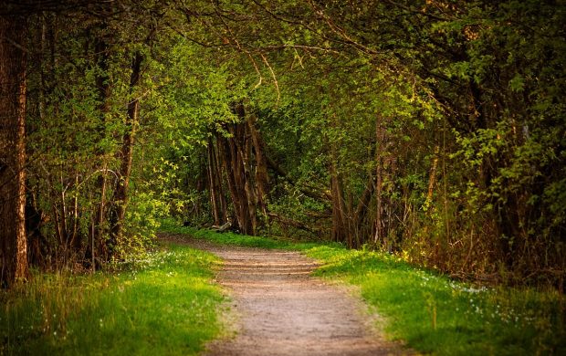 A forest path winding through a lush deciduous forest in spring, with sunlight filtering through the leaves and wood anemones blooming by the trail.