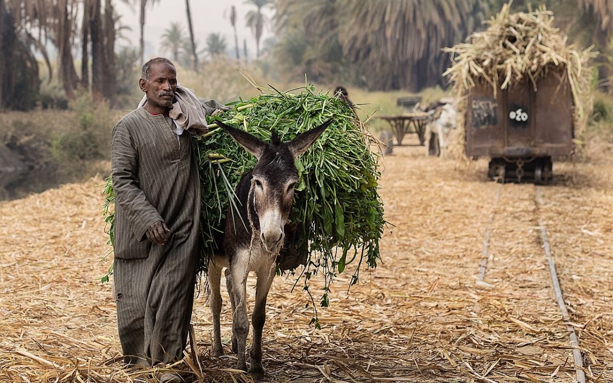 A man and his donkey like friends helping each other back from the field.