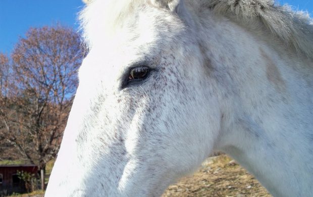 Caballo blanco en un prado.