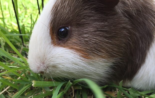 Guinea pig eating grass.