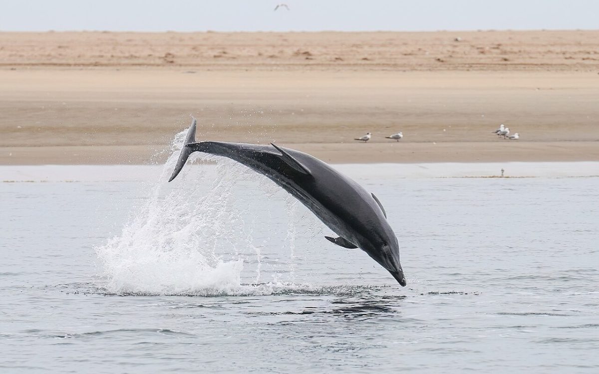 Atlantic bottlenose dolphin jumping at Pelican point, Namibia