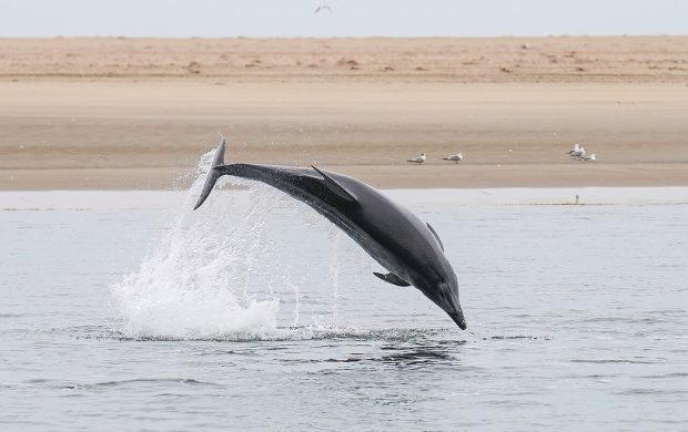 Atlantic bottlenose dolphin jumping at Pelican point, Namibia