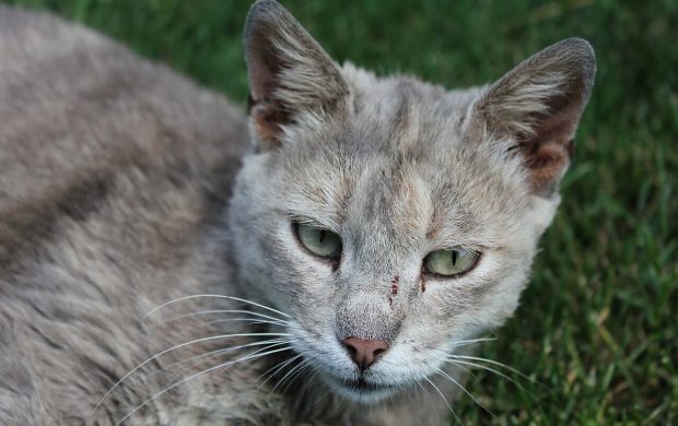 Domestic shorthair cat portrait in grass
