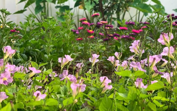 Jardín de flores.