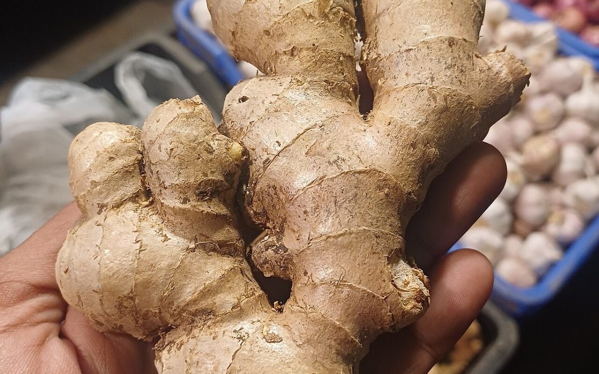 Raíces de jengibre.