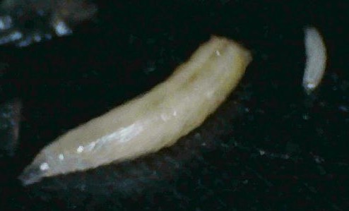 Maggots of Lucilia Sericata for Larval therapie in different states of growth