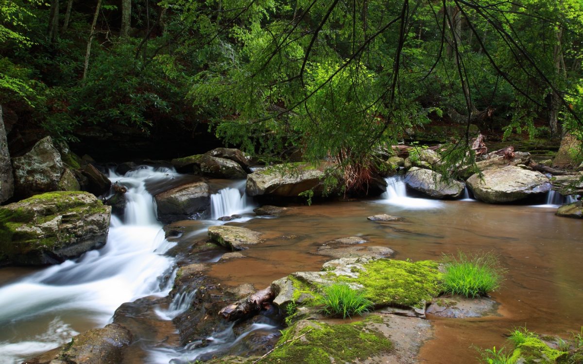 Cascada y vegetación en un bosque. Fotografía referencial.