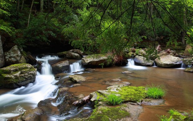 Cascada y vegetación en un bosque. Fotografía referencial.