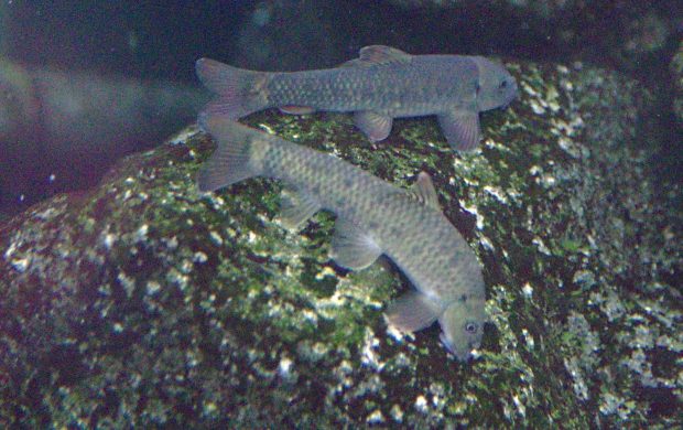Peces Garra rufa en un acuario. Fotografía referencial.