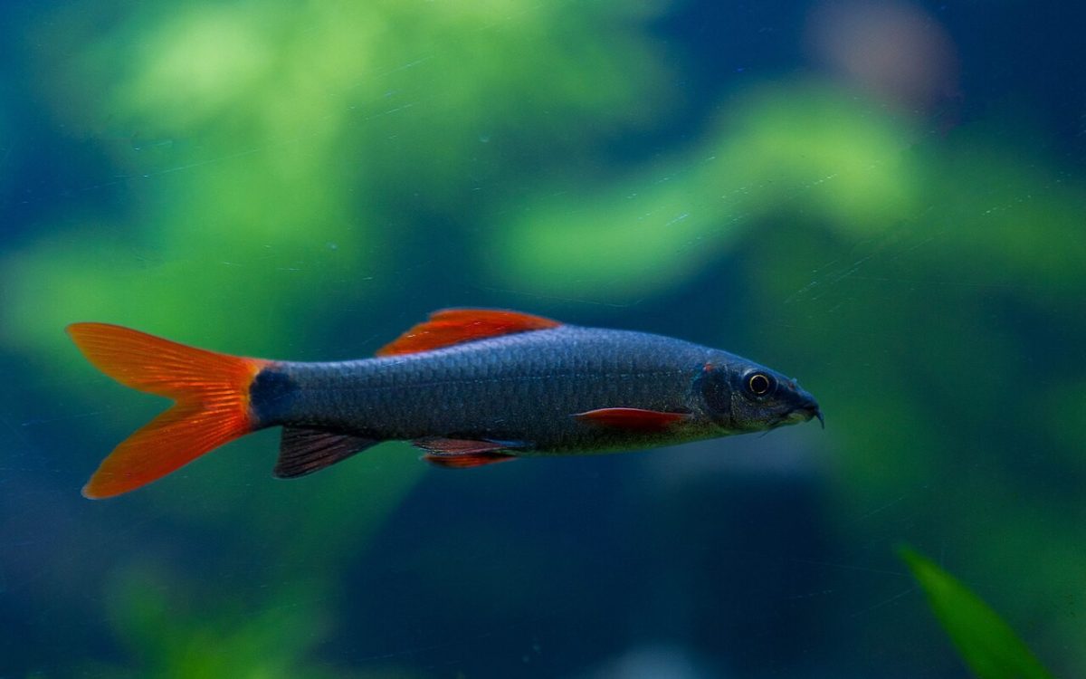 Pez en un acuario con plantas.