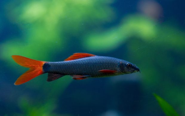 Pez en un acuario con plantas.