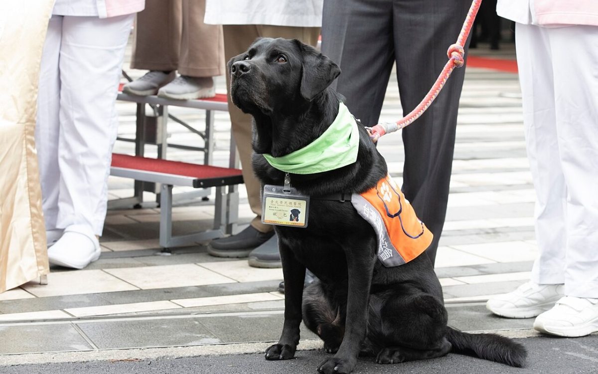 臺北榮民總醫院安寧病房輔助治療犬歐巴(Oba)