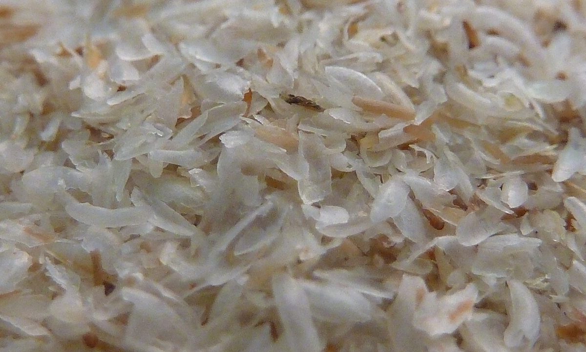 Macro zoom photograph of psyllium seed husks