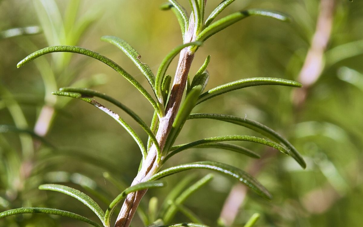 Rosmarinus officinalis, found on the Sabotino mountain in the North-East "corner" of Italy, a few kilometres North of Gorizia at the border to Slovenia.